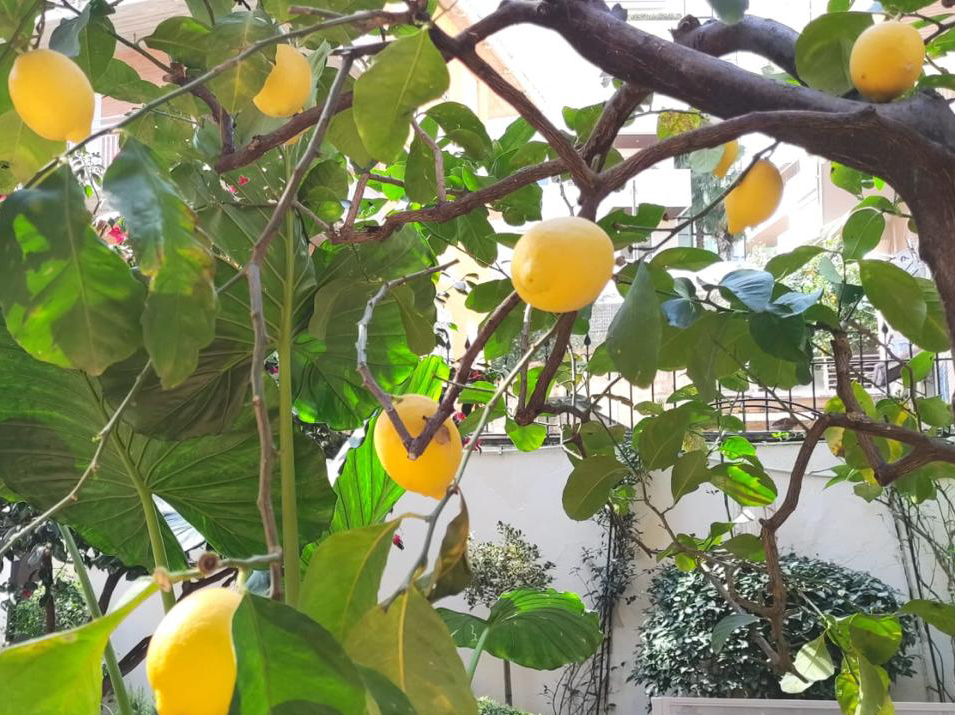 limone